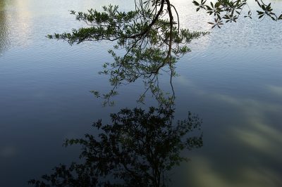 当土豆、地瓜遇见自助餐——高翔夜话